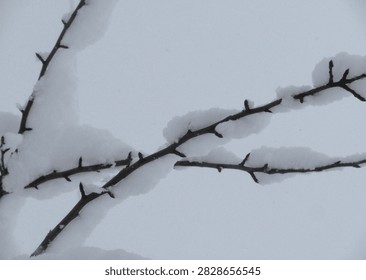 Thin Bare Branches Lightly Dusted Snow
