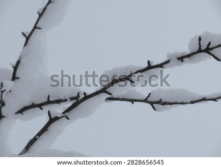 Thin Bare Branches Lightly Dusted Snow