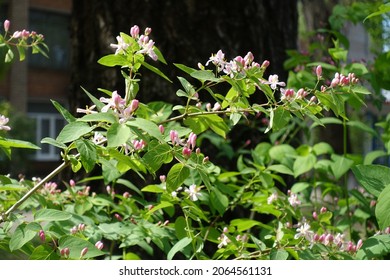 Thin Branches Of Blossoming Bush Honeysuckle In April