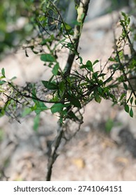 Thin branches with small leaves and sharp thorns. Nature, detail, and growth.