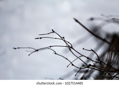 Thin branches of a tree. - Shutterstock ID 1027514485