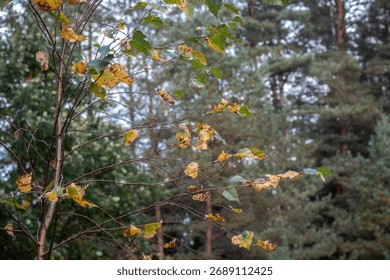 Thin branches of a young birch tree with green and yellow spotted leaves, set against a dense pine forest background.