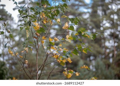 Thin branches of a young birch tree with green and yellow spotted leaves, set against a dense pine forest background.
