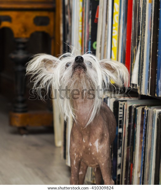 Thin Brown Dog Long White Hair Stock Photo Edit Now 410309824