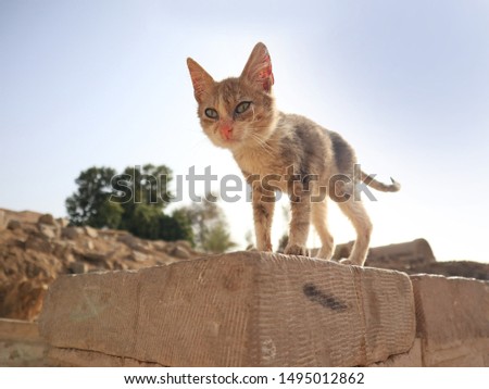 a thin cat, maybe sick, on a wall in egypt with sun and sky in background
