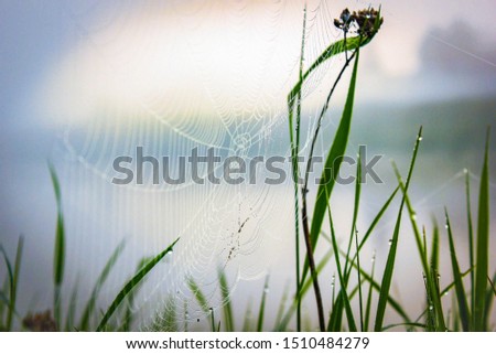 Foto Bild Kleines, haariges Blümchen im Gegenlicht