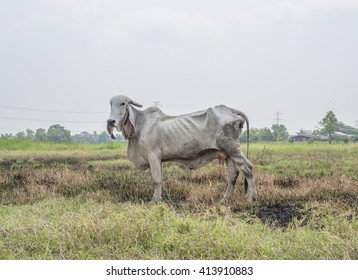 Thin Cow Grazing On The Side Of The Road In Open Range Area Of Thai