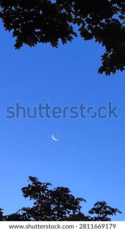 Thin crescent moon in a clear blue evening sky framed by dark tree silhouettes.