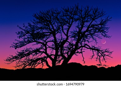 Thin Crescent Moon Trees Silhoute