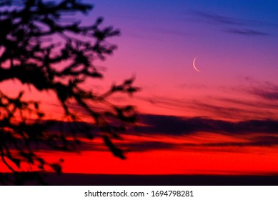 Thin Crescent Moon Trees Silhoute