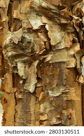 Thin, curling layers of tree bark peel away from the trunk in a dense abstract pattern, photographed in Flat Rock, North Carolina, exposing alternating bands of cinnamon-brown, tan, and olive-toned inner bark beneath the flaking outer layer. Soft natural light reveals the papery texture and curled edges of each exfoliating strip, characteristic of species such as river birch or certain pine varieties known for distinctive bark shedding. This tightly cropped natural texture study is well suited for background, botanical reference, and nature pattern