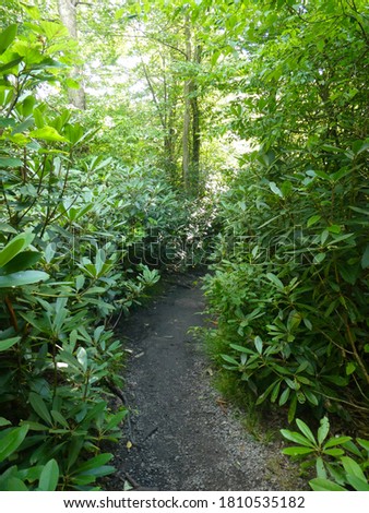 Thin dirt trail lined with Rhododendrons (Rhododendron maximum) at Blackwater Falls State Park in West Virginia.