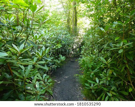 Thin dirt trail lined with Rhododendrons (Rhododendron maximum) at Blackwater Falls State Park in West Virginia.