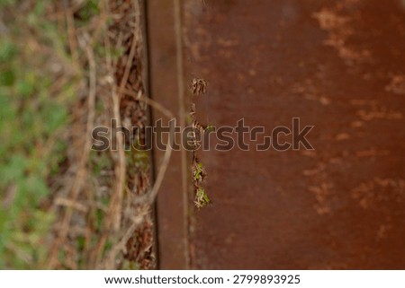 A thin dried plant stem with small seed pods hangs vertically along the rusty edge of a metal surface. To the left, out-of-focus dry grass and tangled