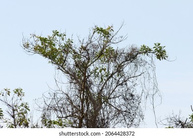 A Thin And Dry Tree With Roots Under The Blue Sky