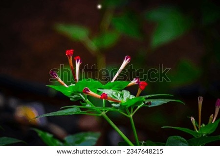 Thin elongated red flowers with viberent green leaves and green branches, blur background with leaves and branches, sun illuninated flowers and leaves.