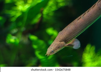 Thin fish like a snake with fangs. Gray fish with bokeh effect on a blurred green background. Free space next to the fish to place text. The concept of extreme diving, relaxation in the tropics