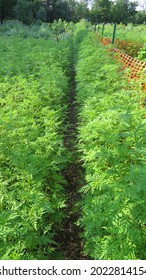 Thin Garden Path Through Overgrown Ferns