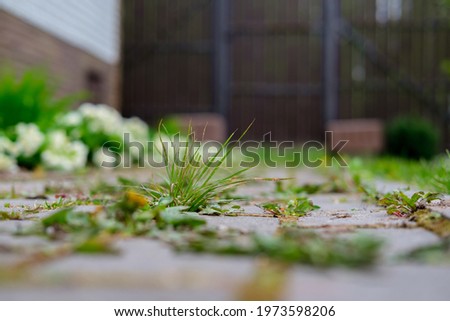 Similar – Image, Stock Photo Green grass grows between gray stones