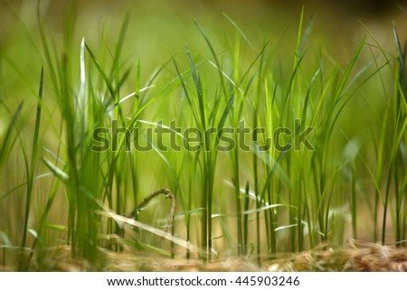 Similar – Image, Stock Photo Close-up of reed on the lake shore