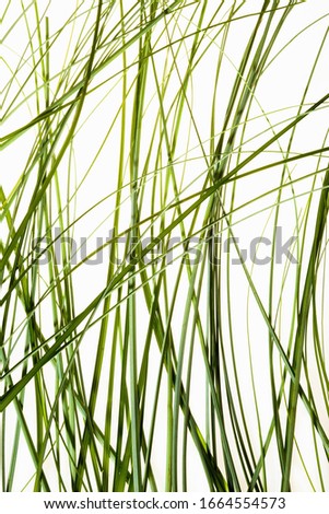 Similar – Image, Stock Photo grass Grass Green Bright