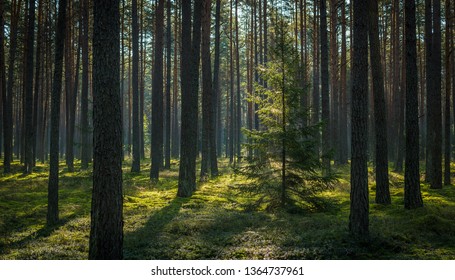 thin and high pine trunks in the sunny forest - Shutterstock ID 1364737961