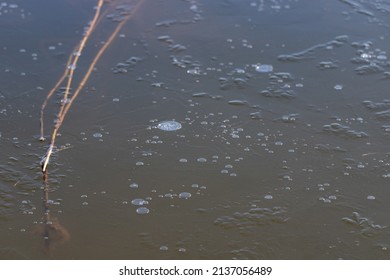 Thin Ice On River With Frozen Water Bubbles