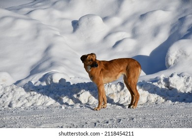 Thin large dog with red wool and a pressed tail on a winter snowy road against the background of a large snowdrift on a clear frosty day. Homeless stray dog