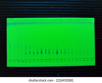 Thin layer chromatography of stem bark extract at a wavelength 254 nm