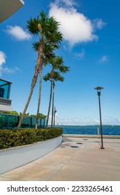 Thin palm trees over the bushes with wall outside the building at the bay in Miami, Florida. There is a concrete pavement with lamp post on the right against the view of the water and sky at the back.