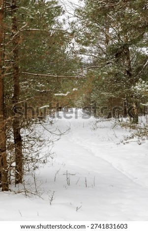 A thin path winds through a thick pine forest covered in fresh snow. Atmospheric winter landscape with evergreen branches framing a quiet woodland journey.