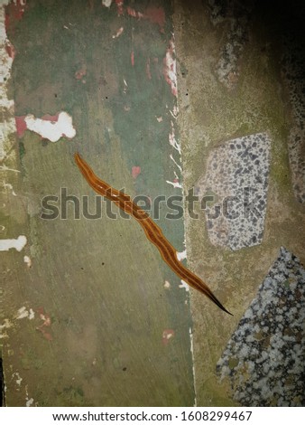 Thin red leech. Leeches are segmented parasitic or predatory worms that belong to the phylum Annelida and comprise the subclass Hirudinea. Amazon, Brazil