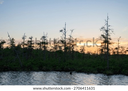 Thin Scraggly Pine Tree Forest Silhouette with Dusk Sunset Color Background and Dark Blue River Water in Foreground in Ontario Canada