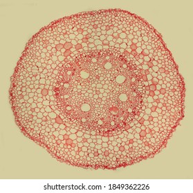 1,821 Vascular Bundle Images, Stock Photos & Vectors | Shutterstock