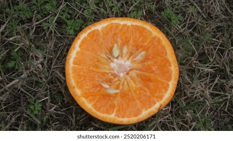 a thin slice of an orange with beautiful background of grass. beauty of inner part of an orange. beauty of nature. photography