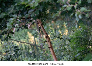 a thin sloping tree trunk with leaves, natural background of branches and shrubs. selective focus.