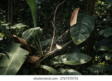 Thin spider web spun between large tropical green leaves in a dark forest environment with a dry leaf trapped in the silk.
