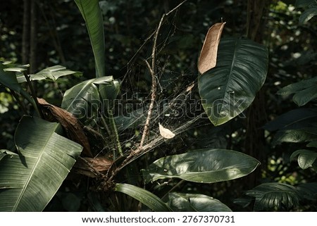 Thin spider web spun between large tropical green leaves in a dark forest environment with a dry leaf trapped in the silk.
