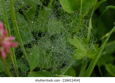 A Thin Spiderweb In Drops Of Water After Rain On A Background Of Grass.