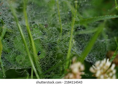 A Thin Spiderweb In Drops Of Water After Rain On A Background Of Grass.