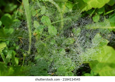 A Thin Spiderweb In Drops Of Water After Rain On A Background Of Grass.