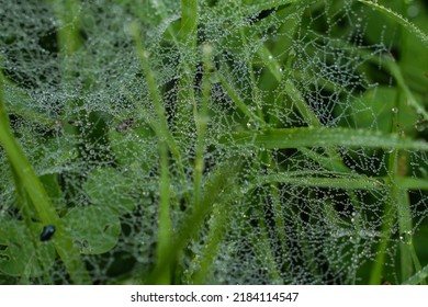 A Thin Spiderweb In Drops Of Water After Rain On A Background Of Grass.