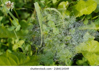 A Thin Spiderweb In Drops Of Water After Rain On A Background Of Grass.