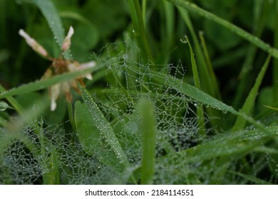 A Thin Spiderweb In Drops Of Water After Rain On A Background Of Grass.