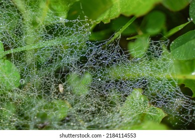 A Thin Spiderweb In Drops Of Water After Rain On A Background Of Grass.