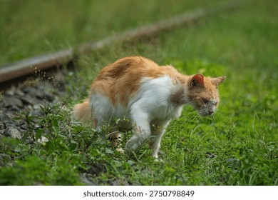 A thin stray ginger and white cat walks cautiously through tall green grass and weeds beside old train tracks, appearing lost and vulnerable