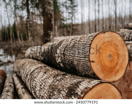 Thin and thick size logs in focus, forest out of focus in the background. Winter season with snow on the ground. Low quality wood material ready for transportation.