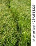 Thin Trail Cuts Through Thick Grasses In Yellowstone National Park