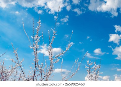 Thin tree branches with blooming white flowers against the background of a bright blue sky.