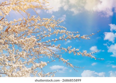 Thin tree branches with blooming white flowers against the background of a bright blue sky.